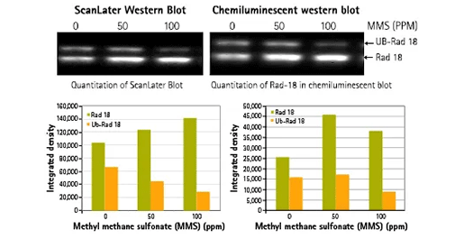 ScanLater WesternBlot Assay Kitと化学発光ウェスタンブロット検出システムの比較