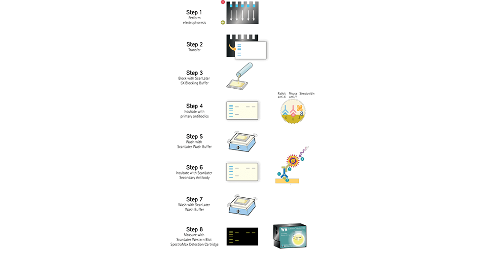 ScanLater WesternBlot Assayのワークフロー